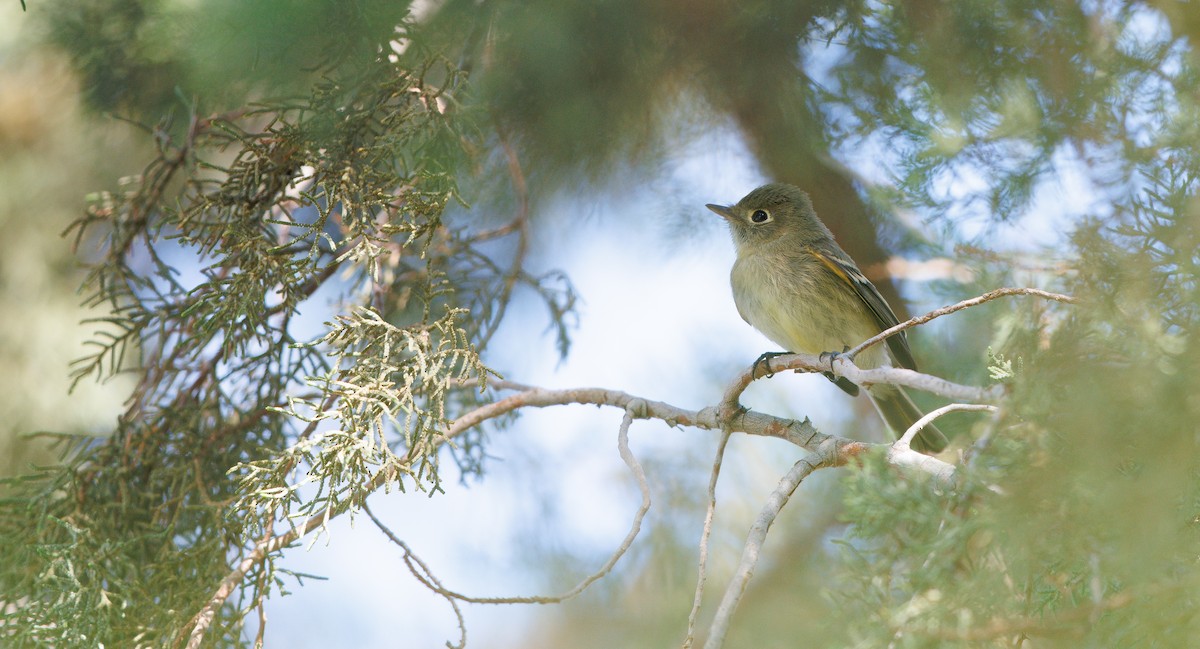Western Flycatcher (Pacific-slope) - ML643561360