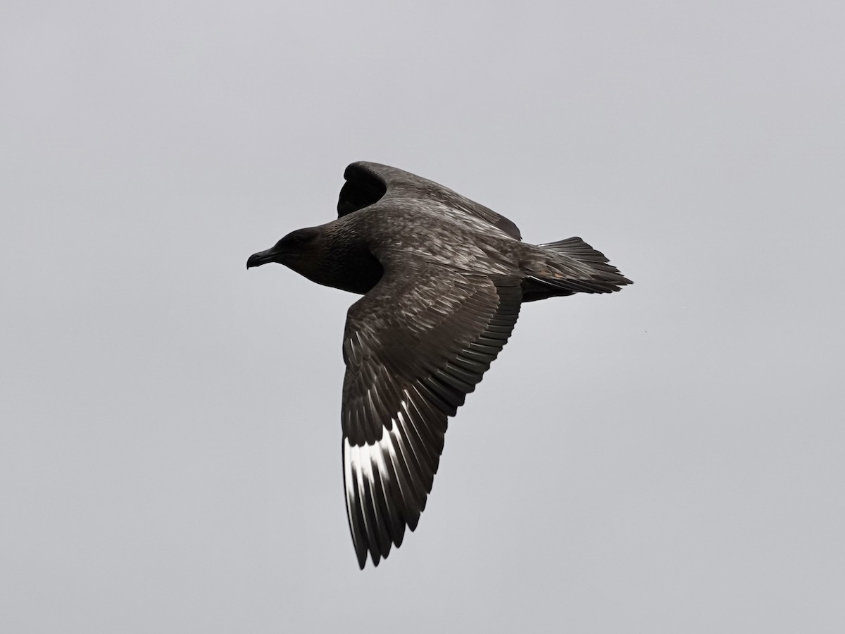 Chilean Skua - ML643561361