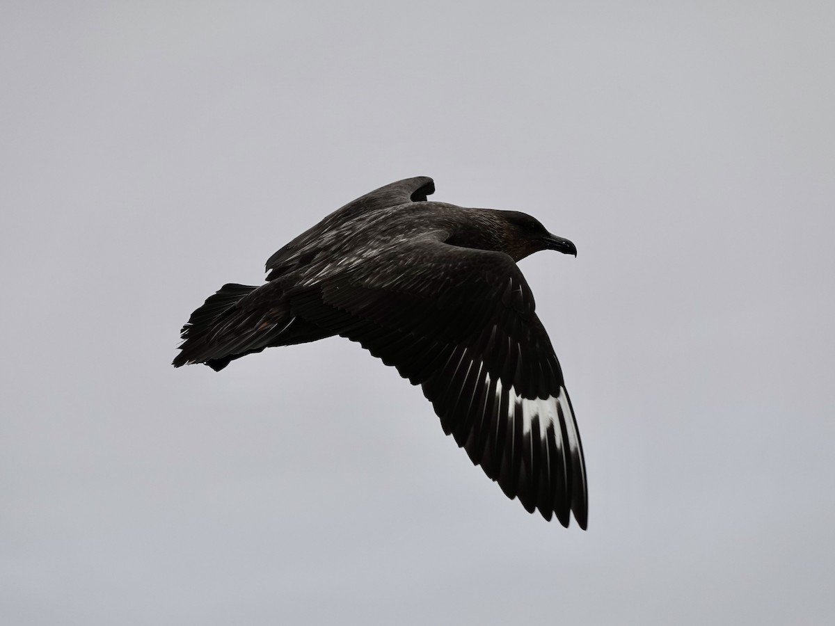 Chilean Skua - ML643561363