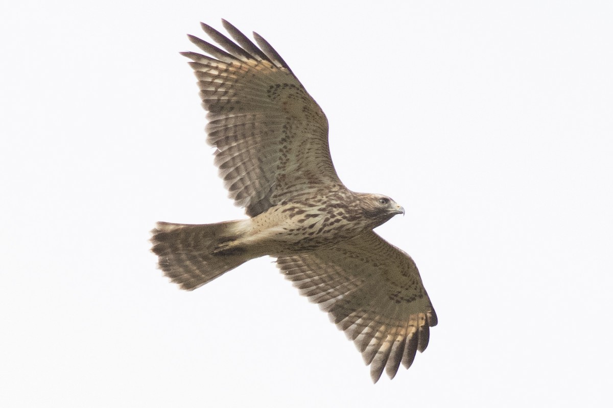 Red-shouldered Hawk - ML643561372