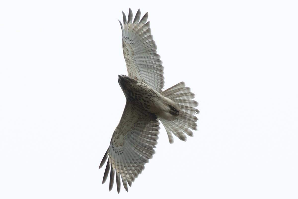 Red-shouldered Hawk - ML643561373