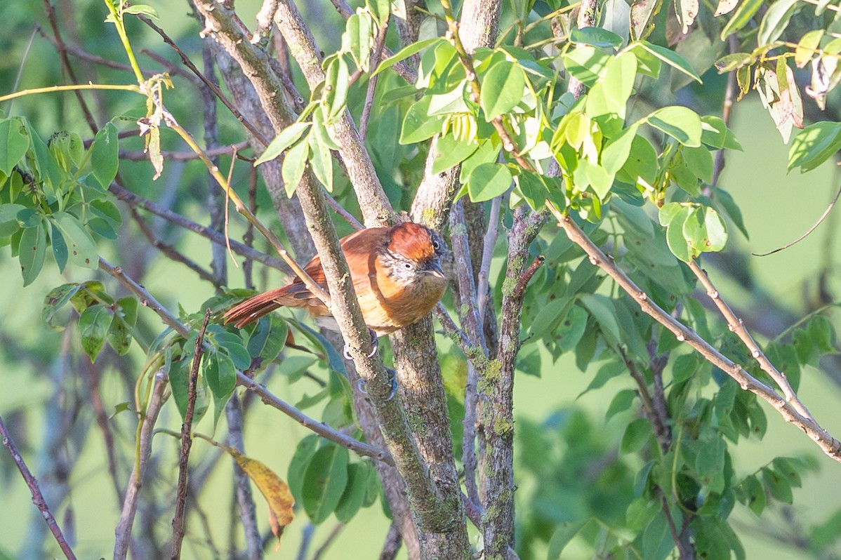 Barred Antshrike - ML643561388