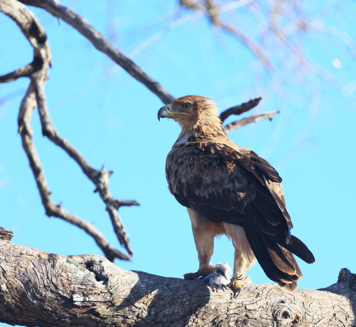 Tawny Eagle - ML643561392