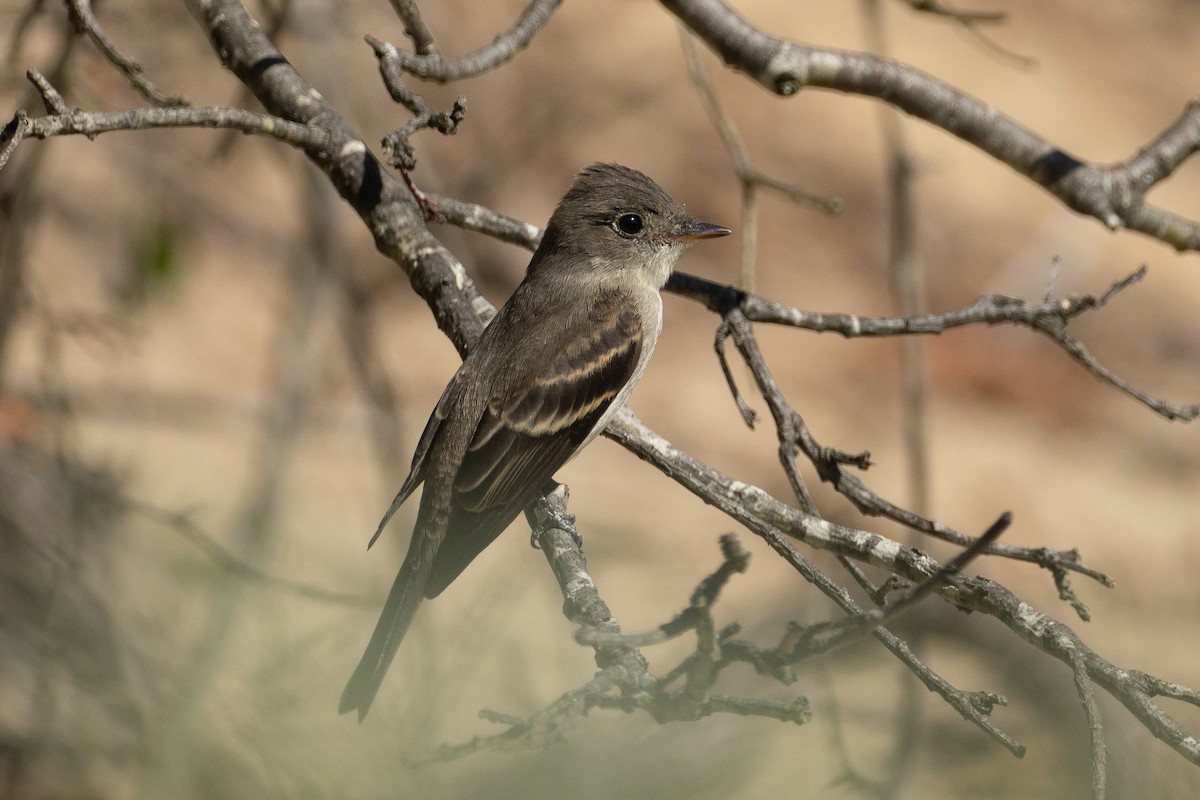 Eastern Wood-Pewee - ML643561415