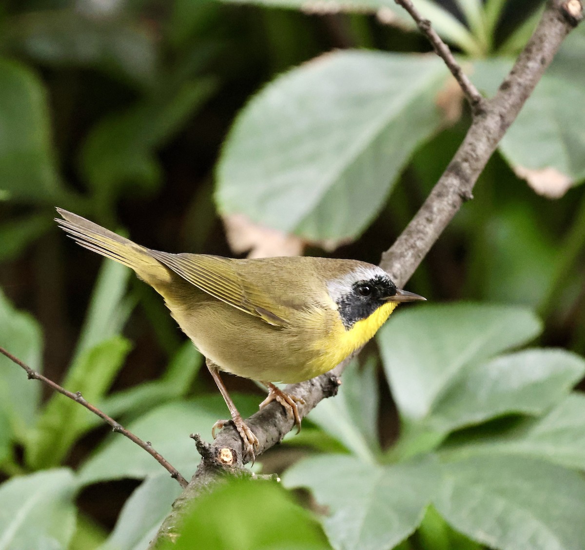 Common Yellowthroat - ML643561435