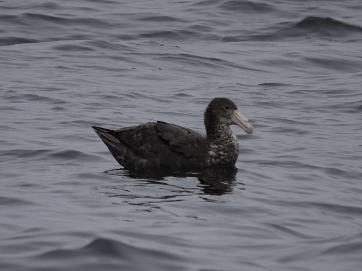 Southern Giant-Petrel - ML643561437