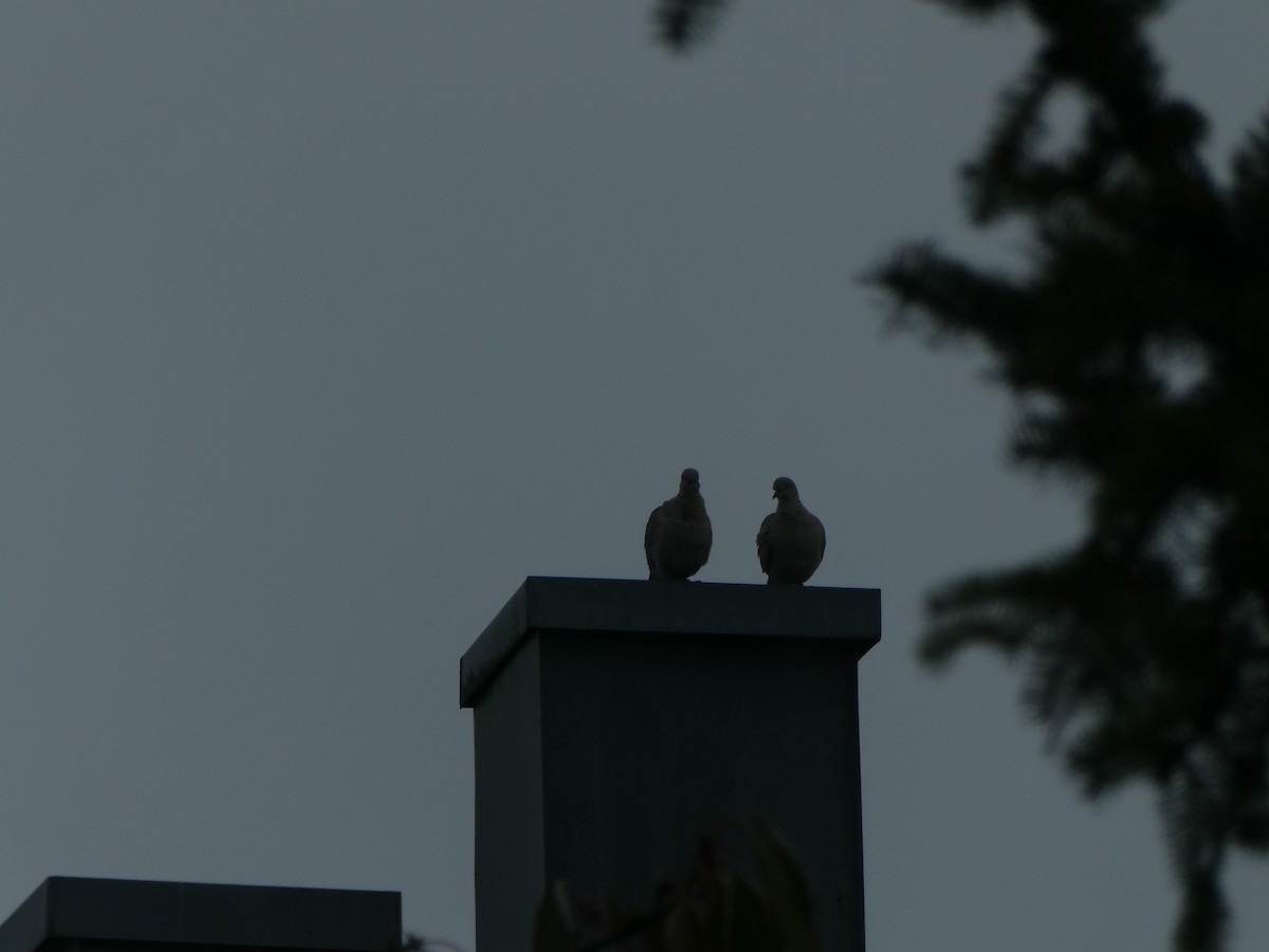 Eurasian Collared-Dove - ML643561438