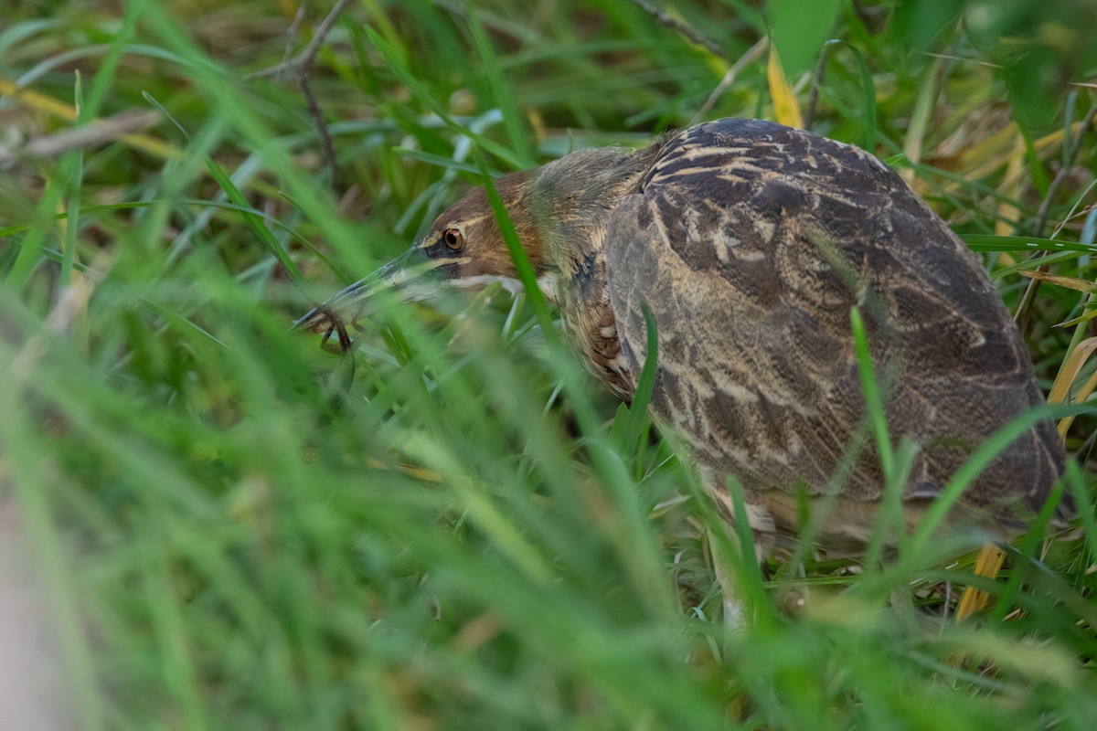 American Bittern - ML643561442