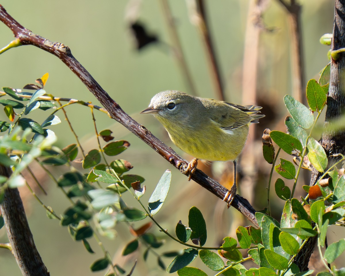 Orange-crowned Warbler - ML643561445