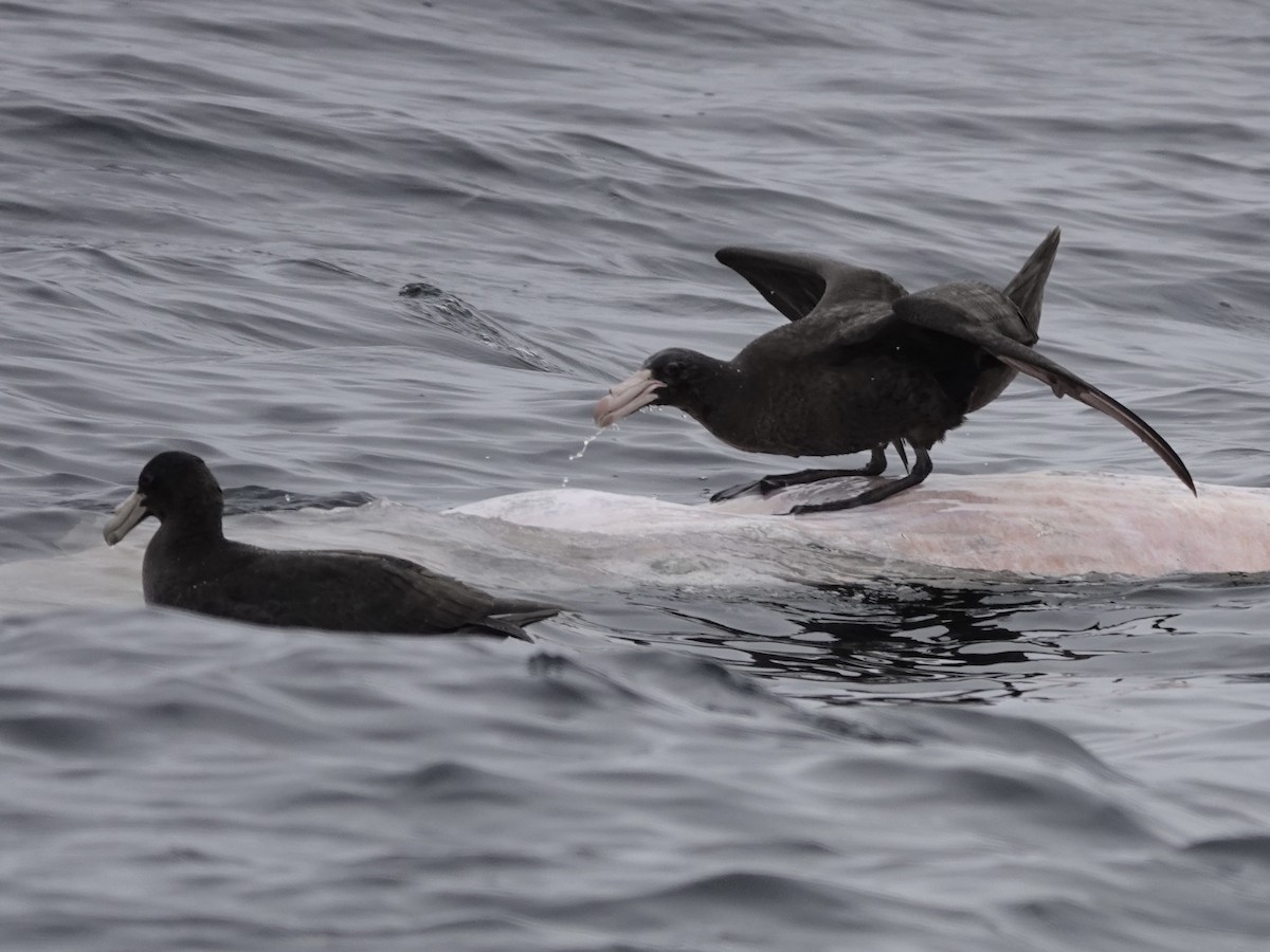 Northern Giant-Petrel - ML643561446