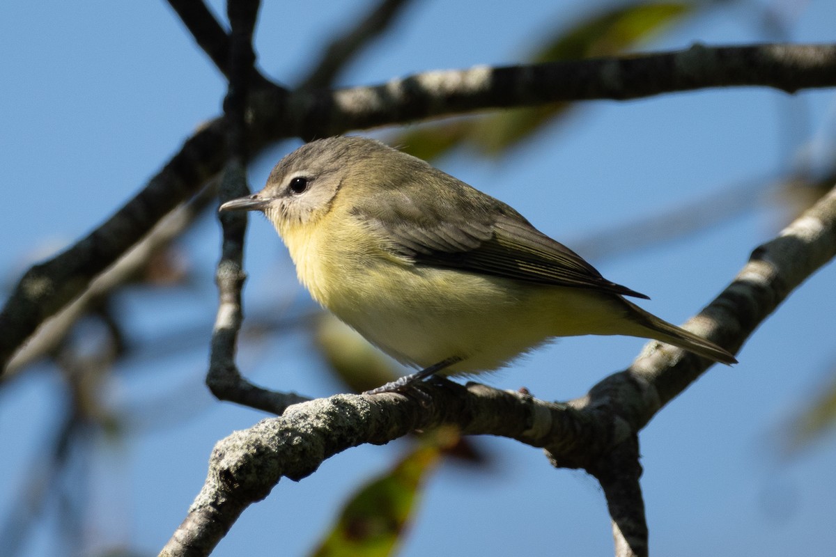 Philadelphia Vireo - ML643561452
