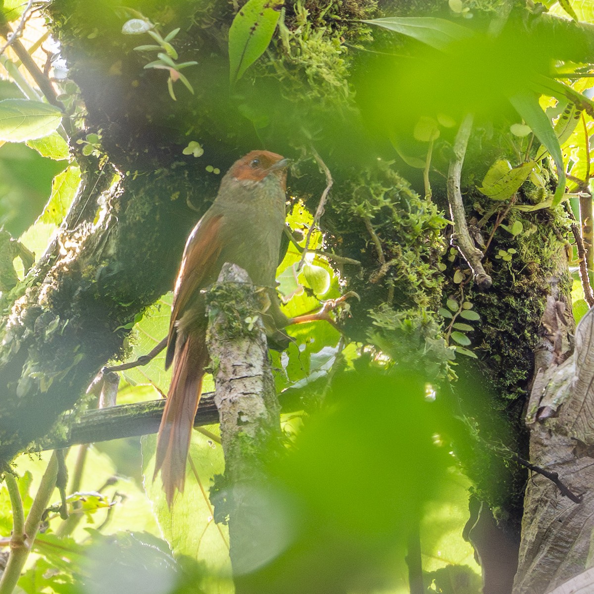 Red-faced Spinetail - ML643561453