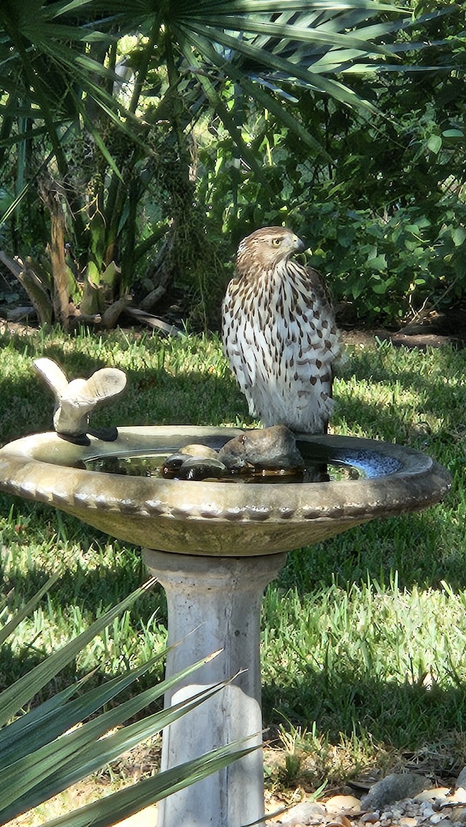 Cooper's Hawk - ML643561455