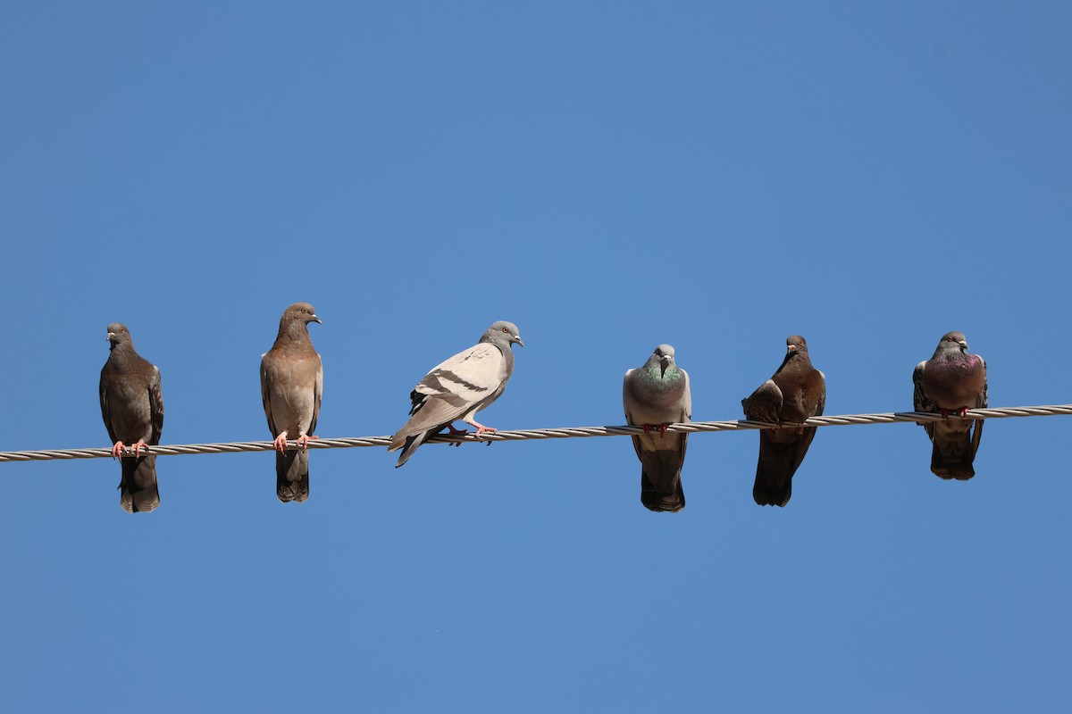 Rock Pigeon (Feral Pigeon) - ML643561457