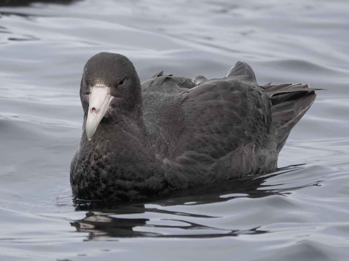 Southern Giant-Petrel - ML643561458