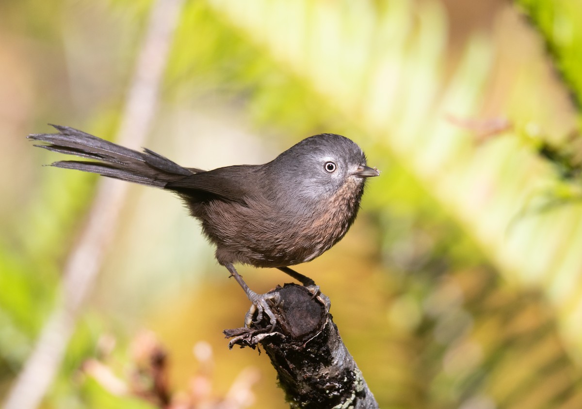 Wrentit - ML643561459