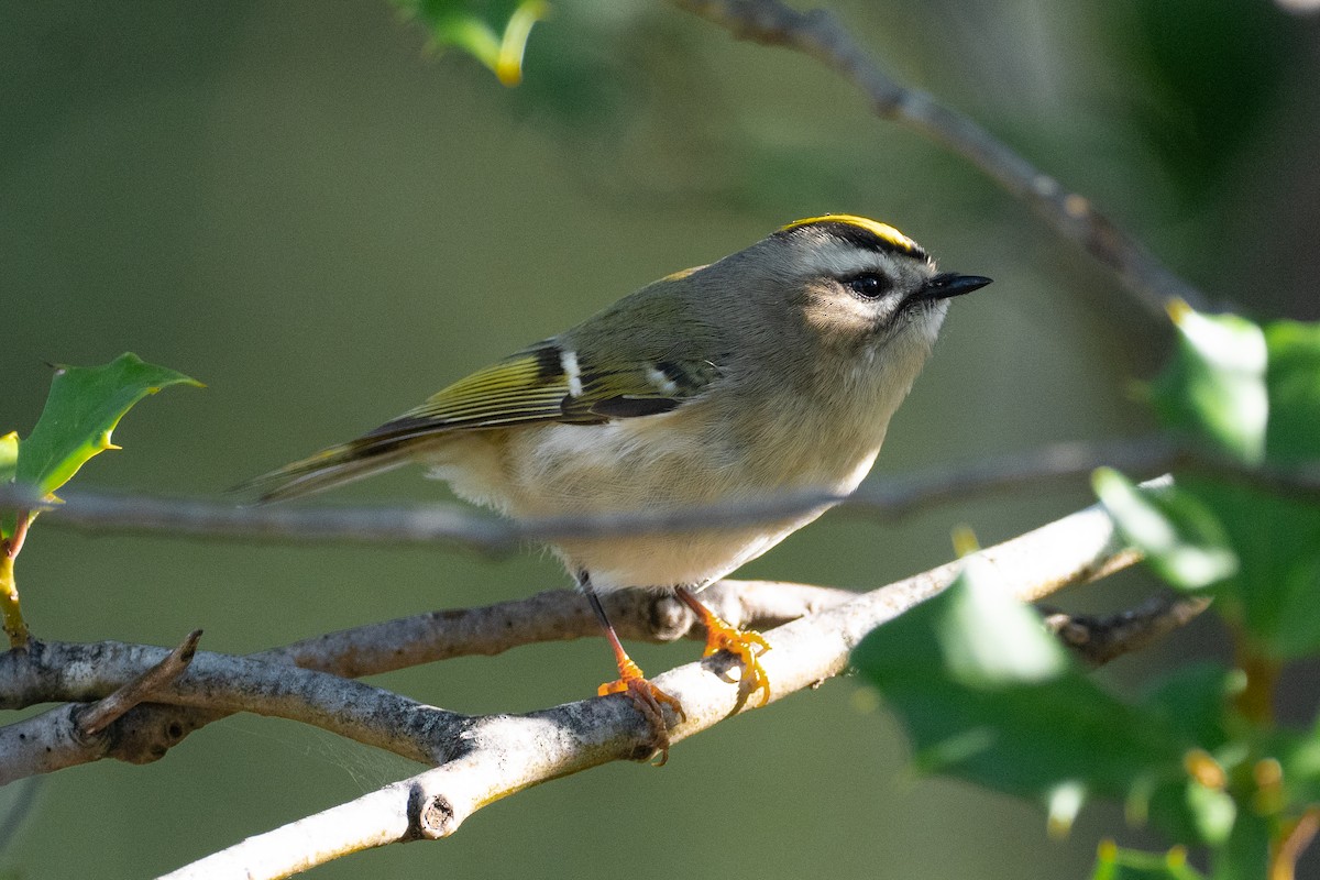 Golden-crowned Kinglet - ML643561460