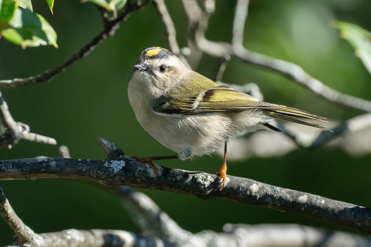 Golden-crowned Kinglet - ML643561461