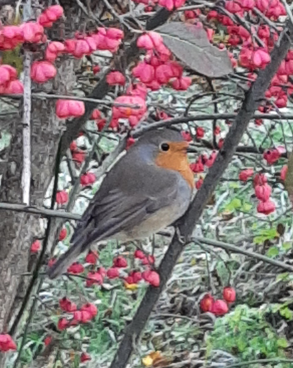 European Robin - ML643561462