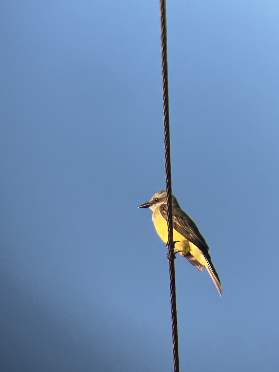 Great Kiskadee - ML643561463