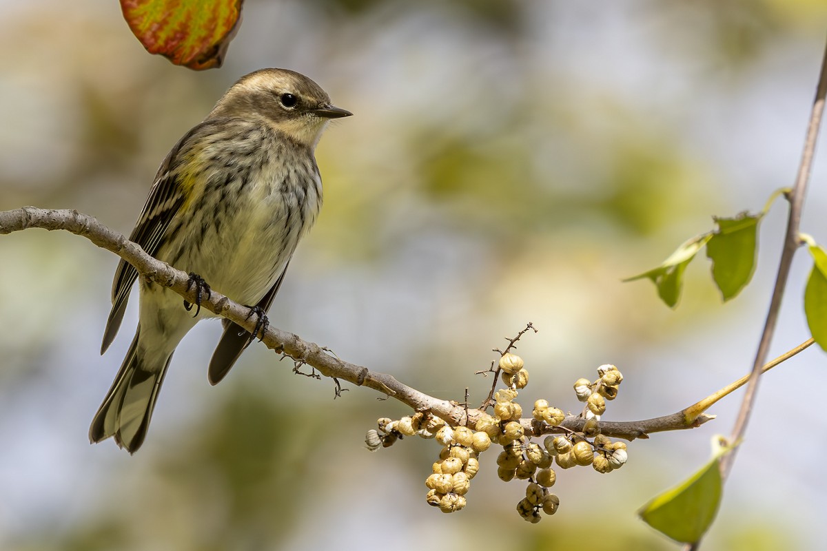 Yellow-rumped Warbler - ML643561464