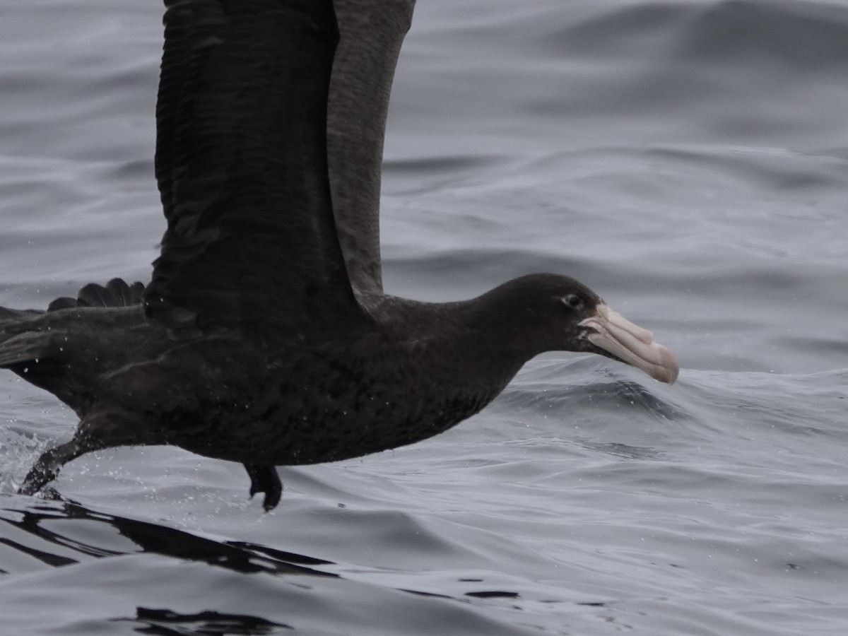 Northern Giant-Petrel - ML643561465