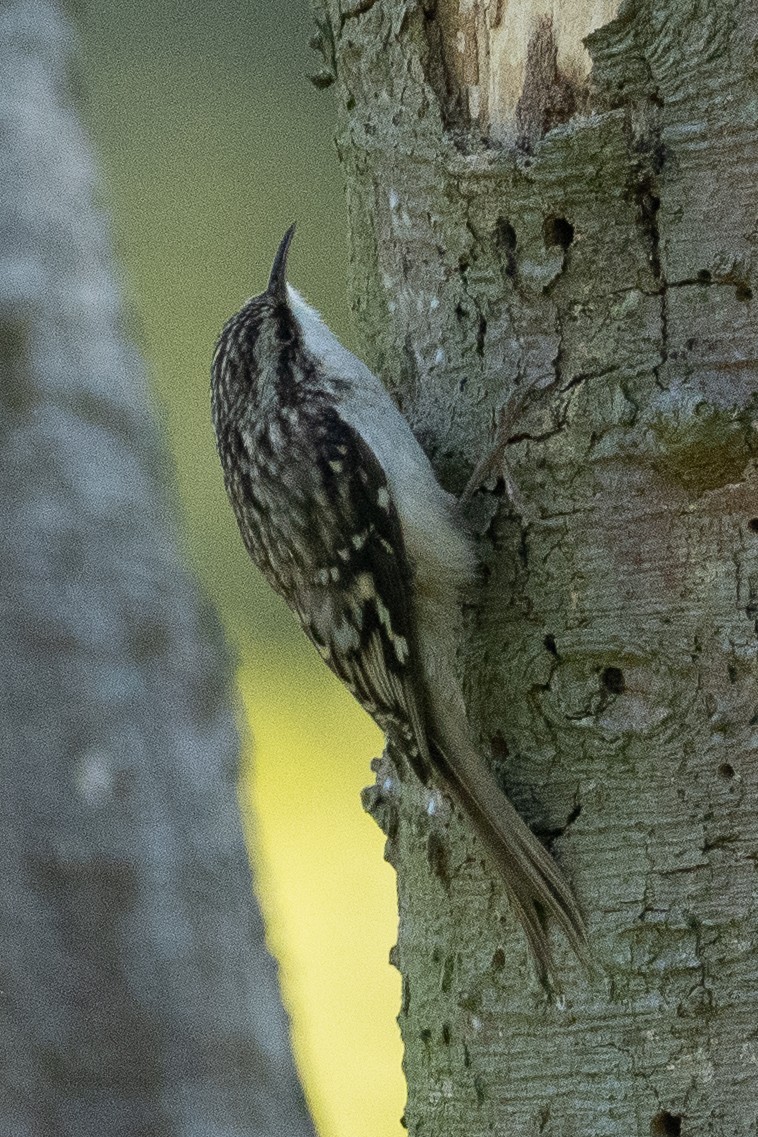 Brown Creeper - ML643561466