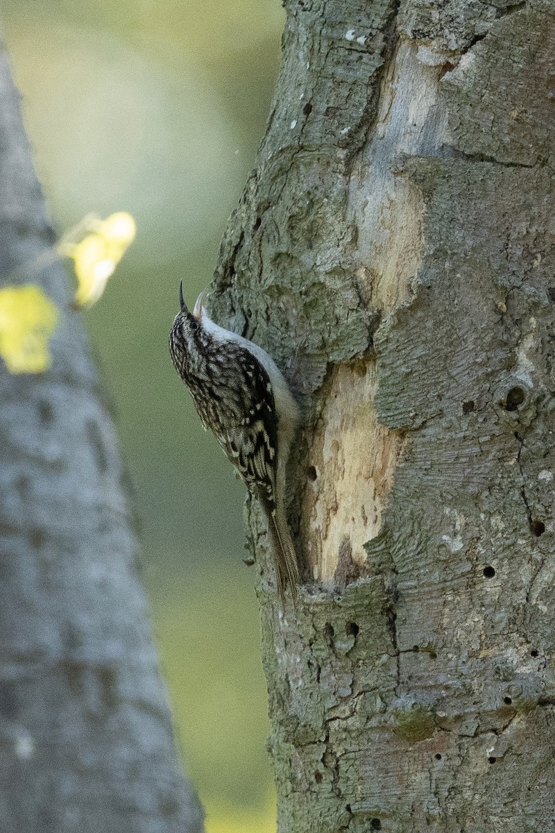 Brown Creeper - ML643561467