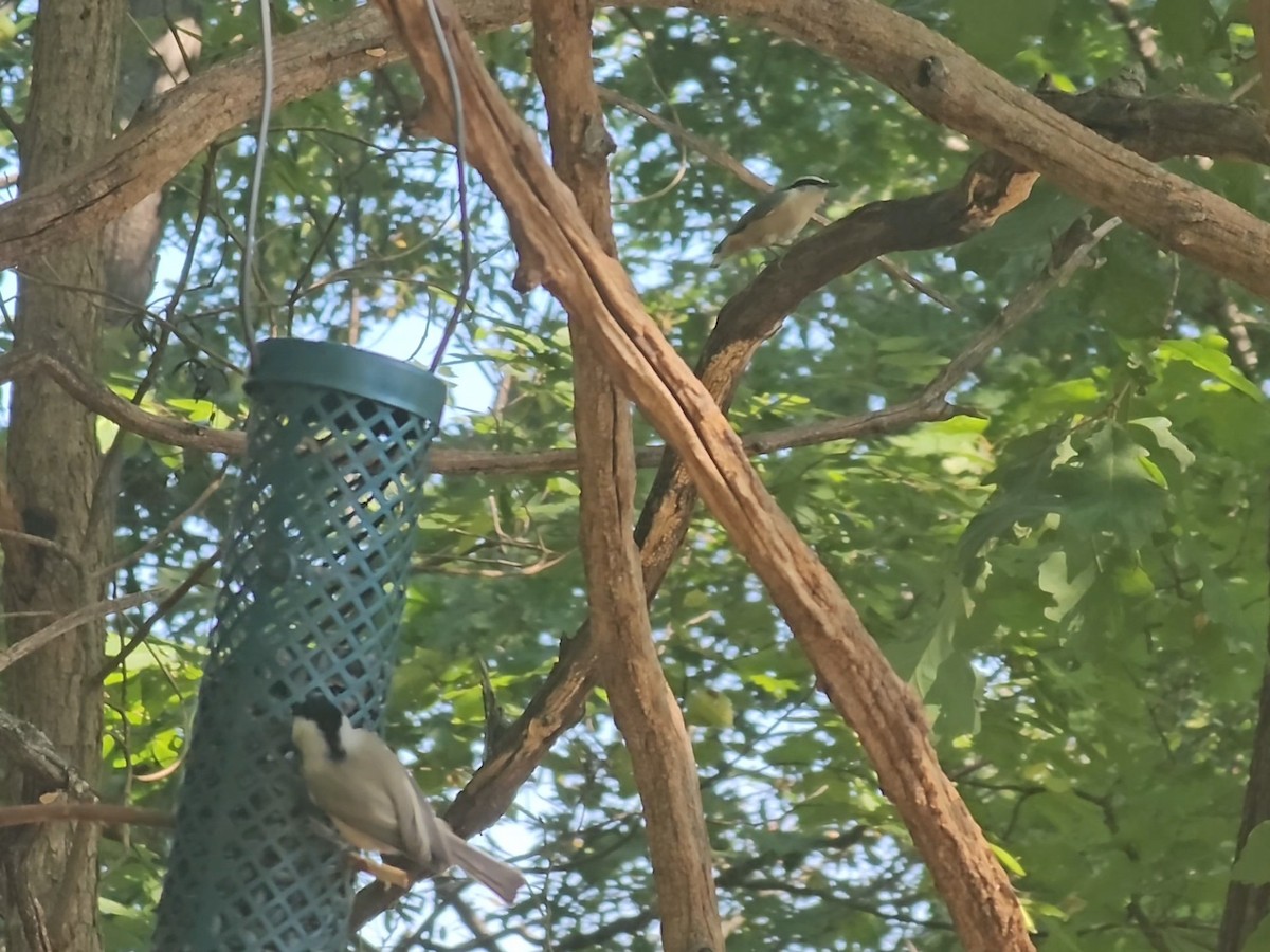 Red-breasted Nuthatch - ML643561471