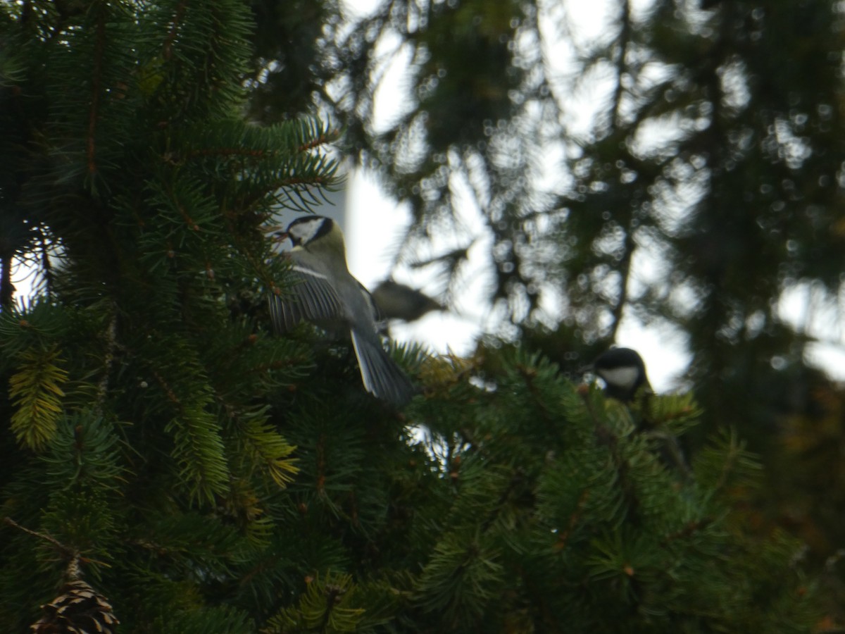 Great Tit - ML643561472