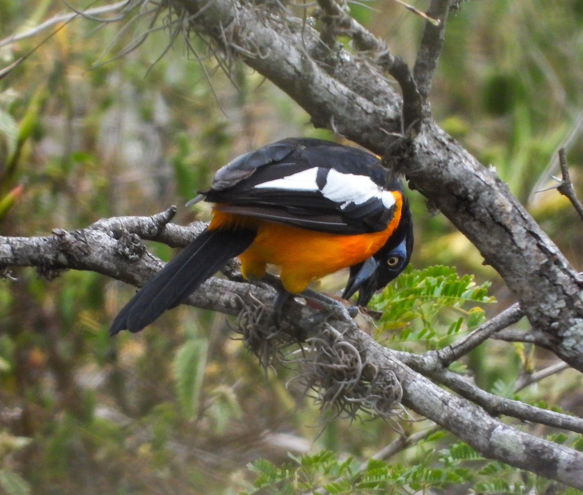 Venezuelan Troupial - ML643561473