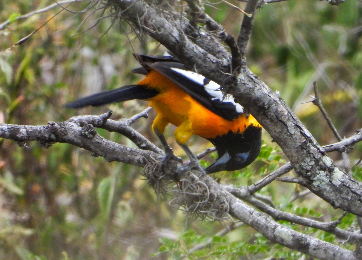 Venezuelan Troupial - ML643561474