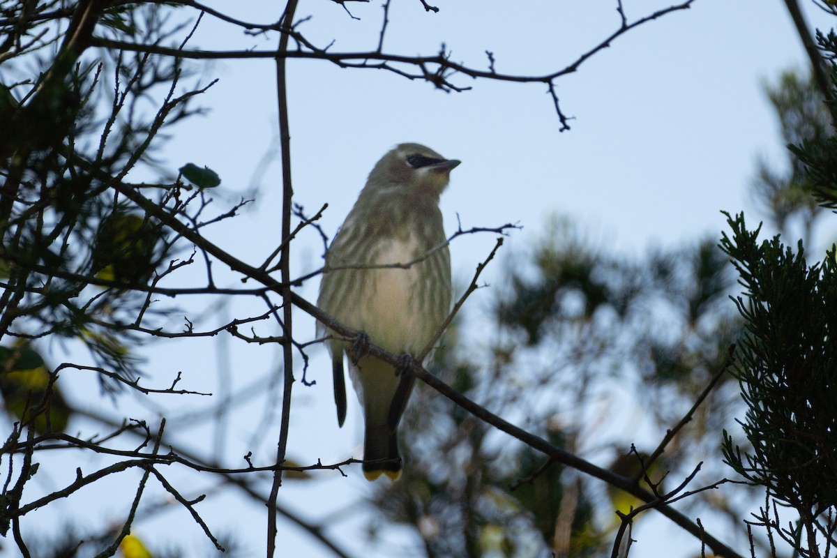 Cedar Waxwing - ML643561485