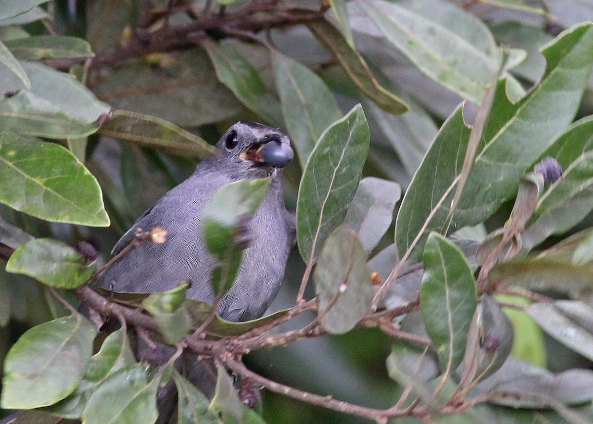 Gray Catbird - ML643561491