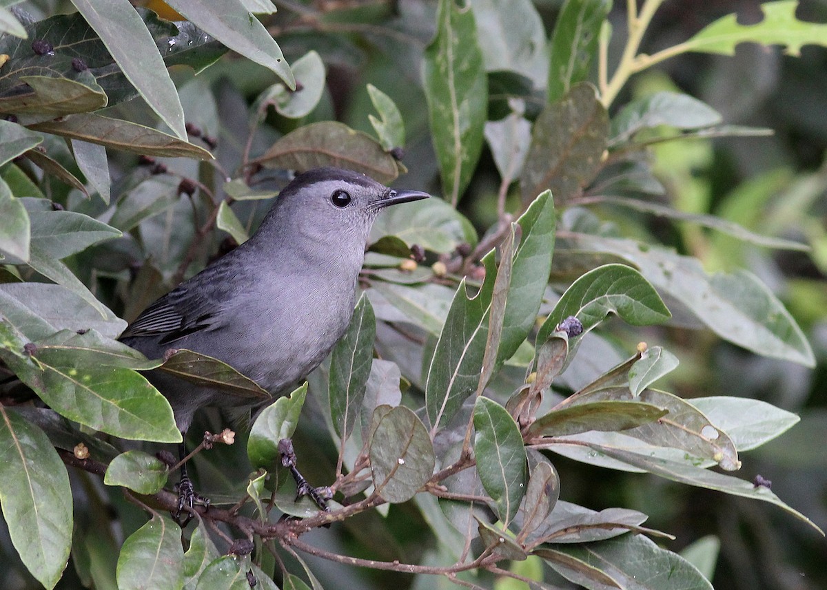 Gray Catbird - ML643561492