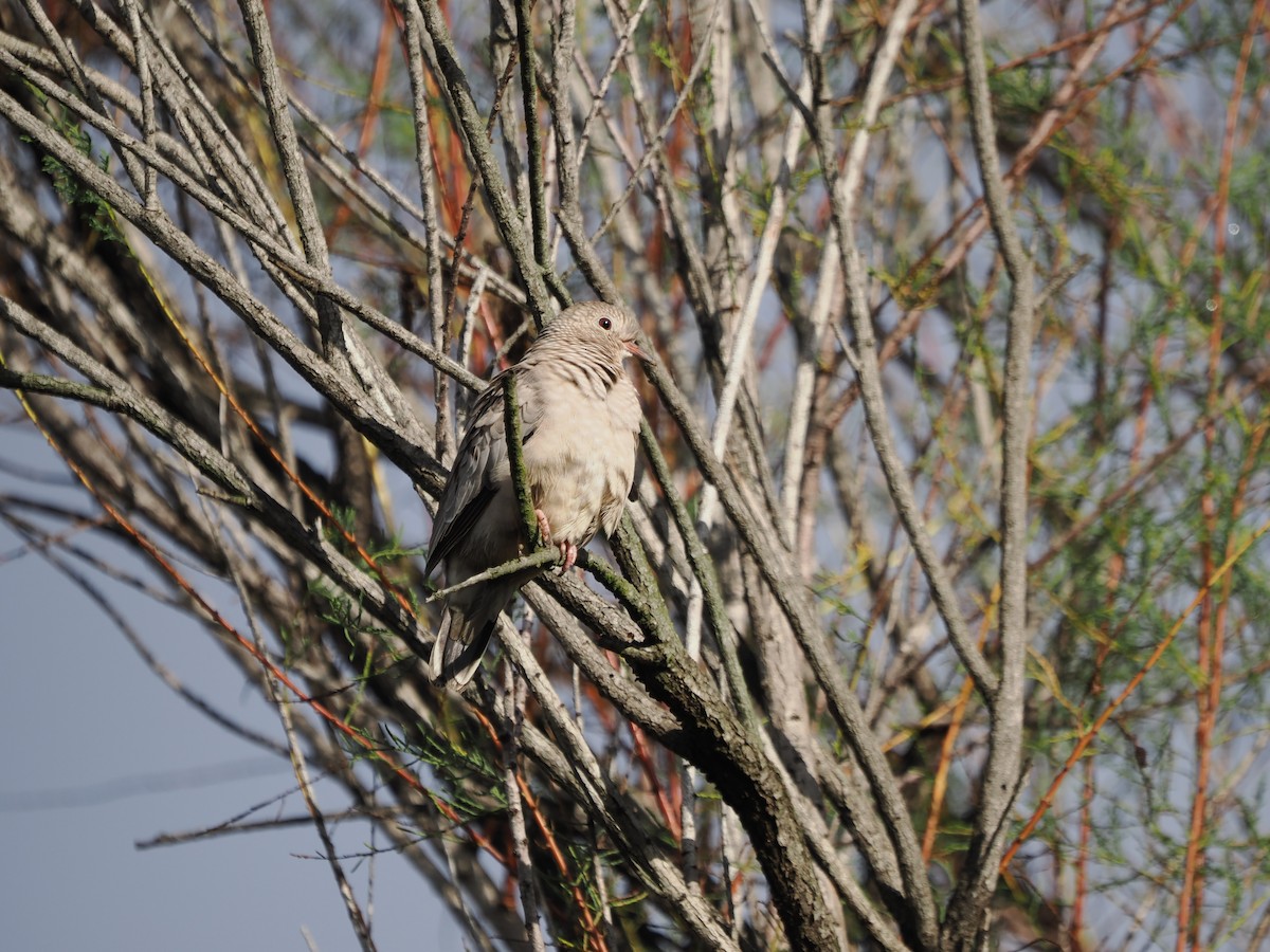 Common Ground Dove - ML643561506