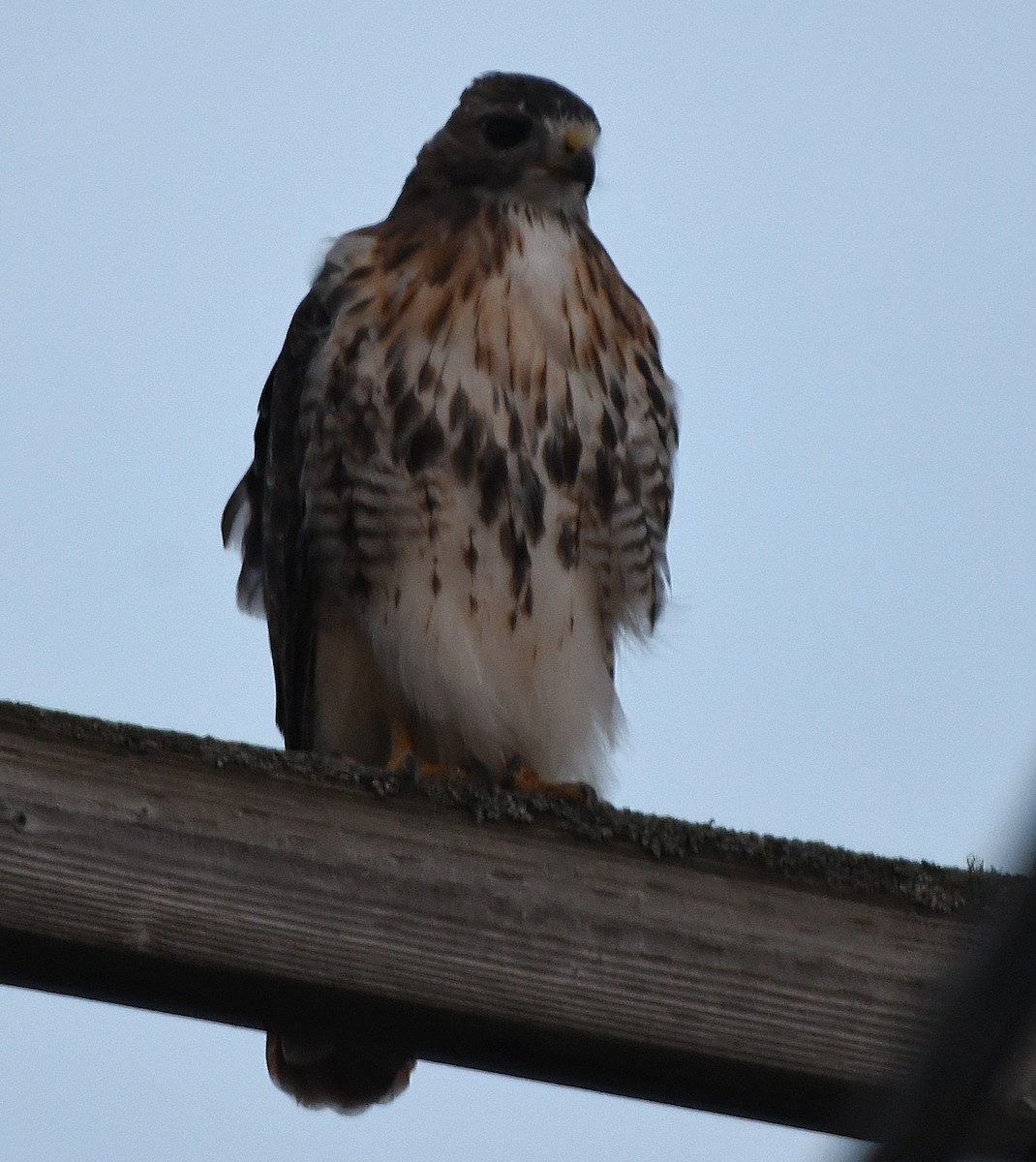 Red-tailed Hawk (abieticola) - ML643561529