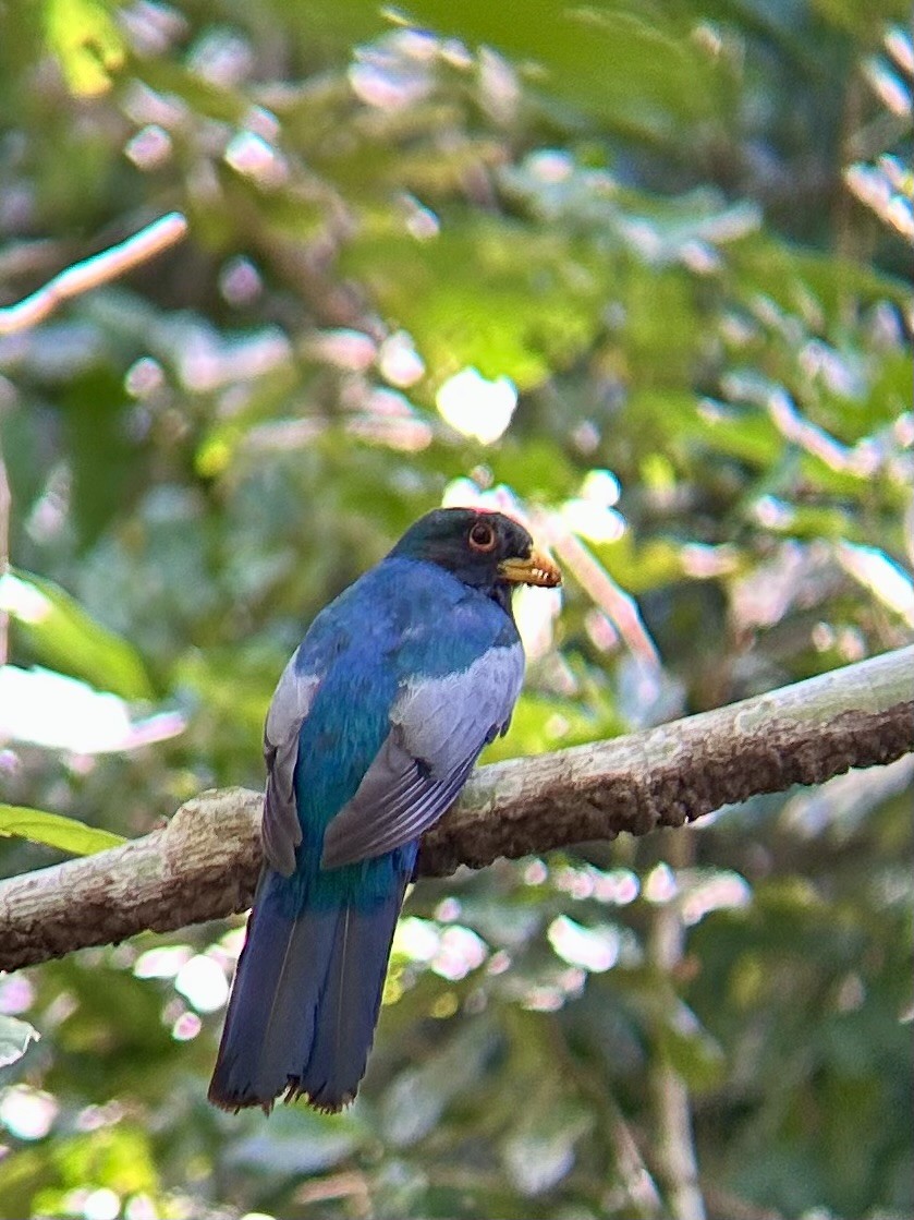 Black-tailed Trogon - ML643561534