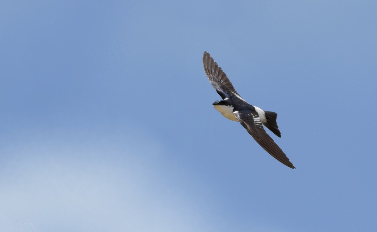 vlaštovka bělobřichá - ML643561539