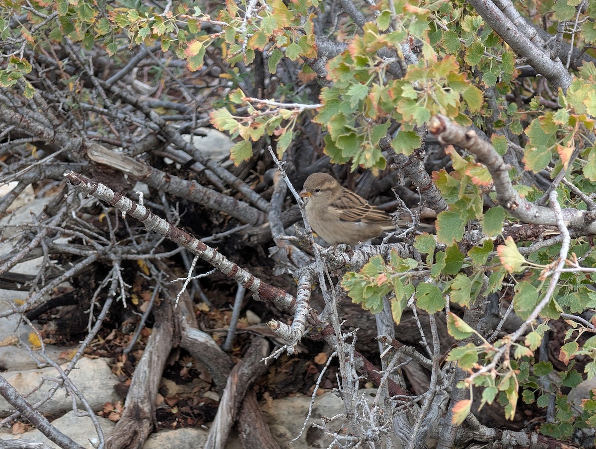 House Sparrow - ML643561550