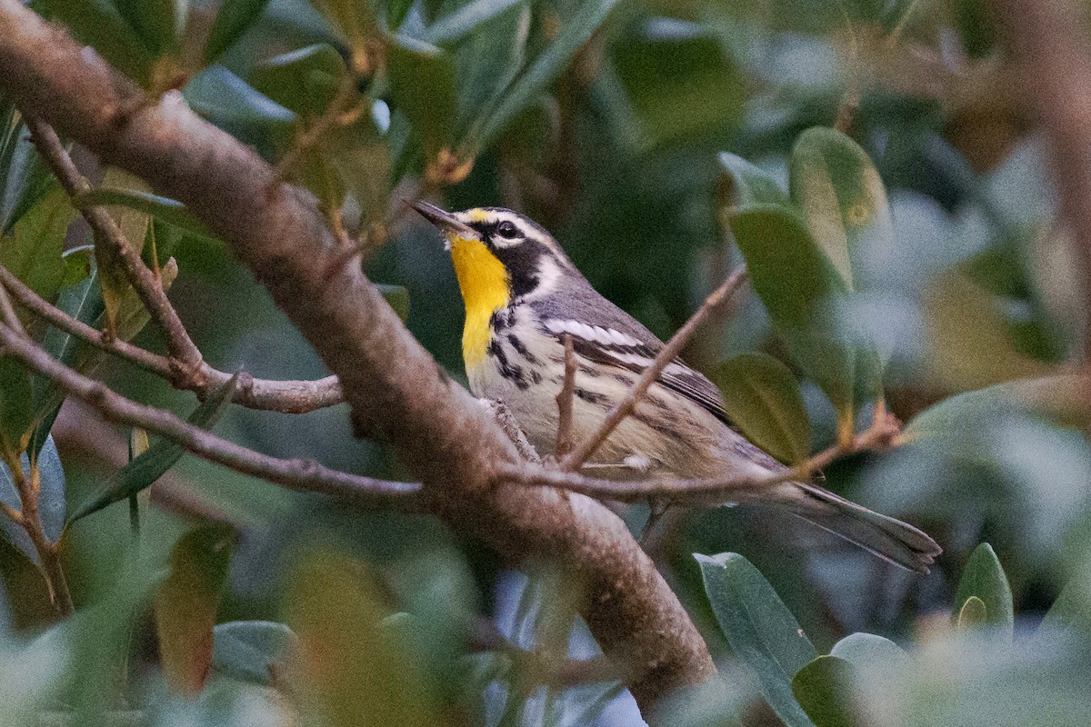 Yellow-throated Warbler - ML643561555