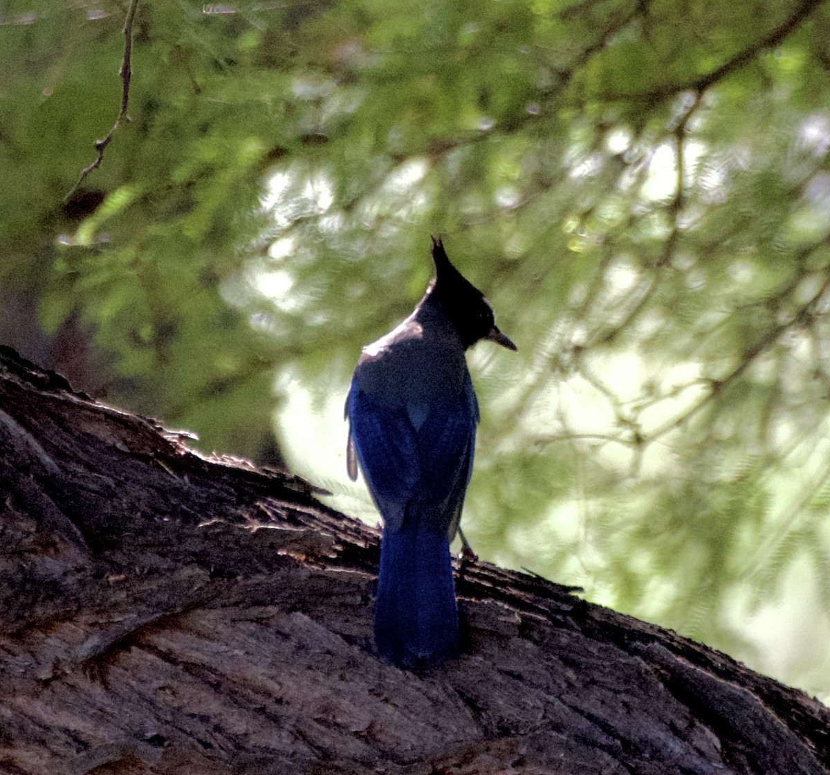 Steller's Jay (Southwest Interior) - ML643561557