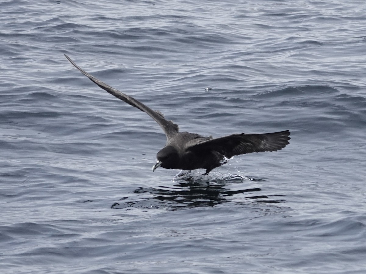 White-chinned Petrel - ML643561571