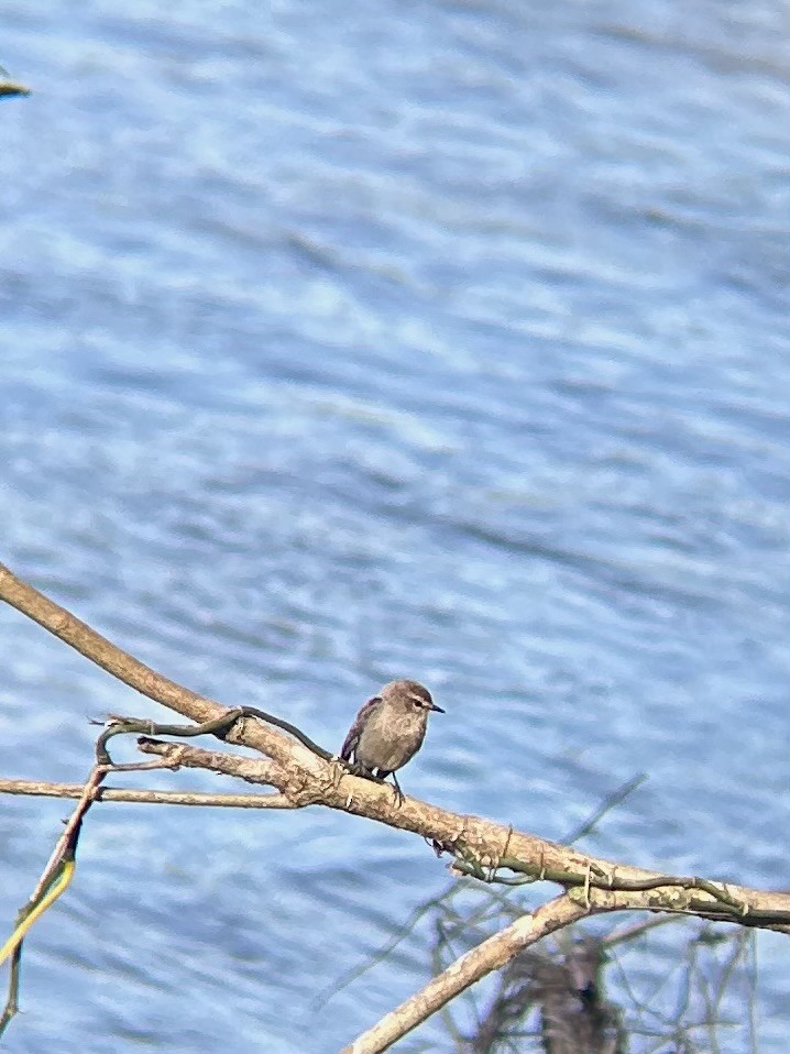 Mosquerito Guardarríos - ML643561582