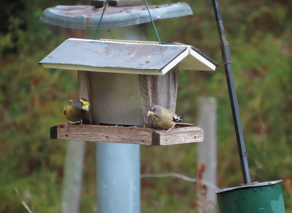 Evening Grosbeak - ML643561583
