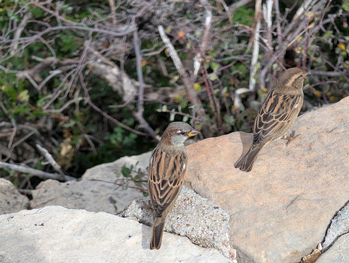 House Sparrow - ML643561585