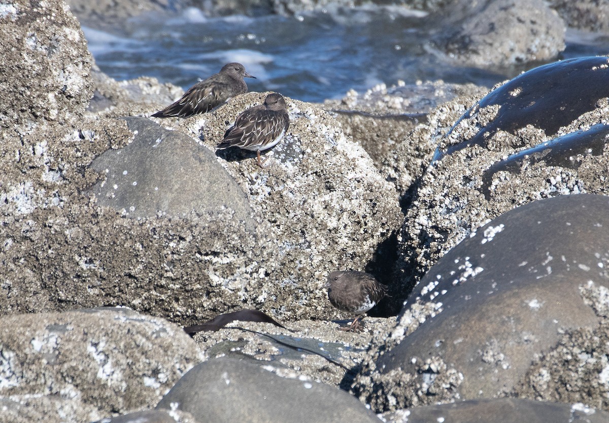 Black Turnstone - ML643561586