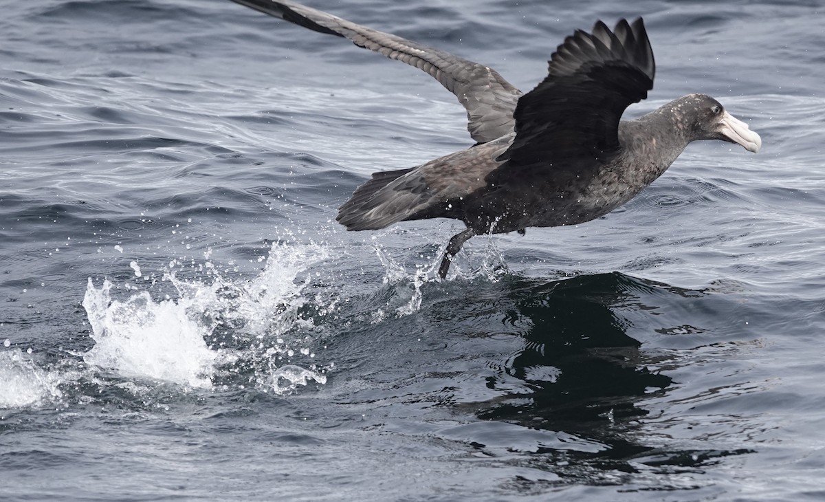 Southern Giant-Petrel - ML643561594