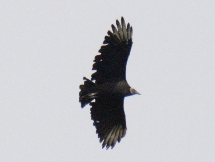 Black Vulture - ML643561595
