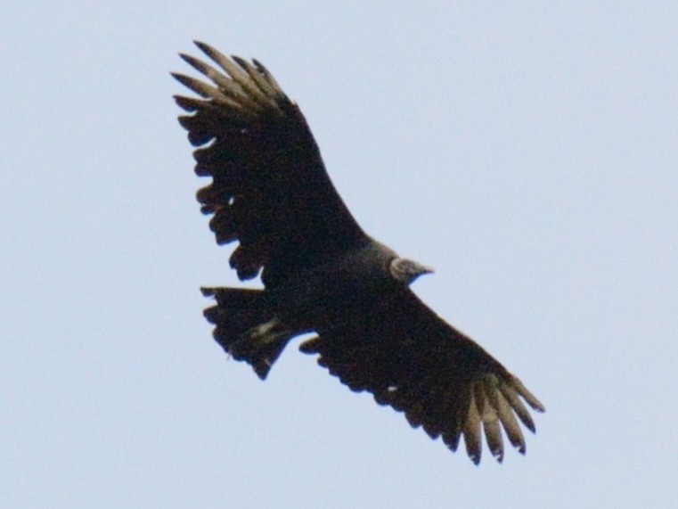 Black Vulture - ML643561596